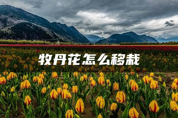 牧丹花怎么移栽