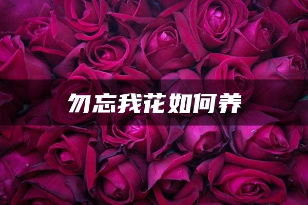 勿忘我花如何养