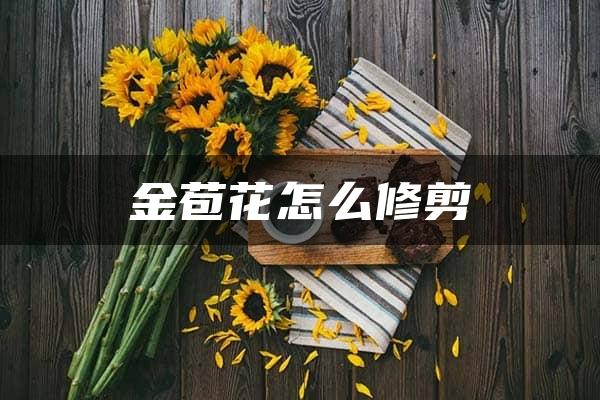 金苞花怎么修剪