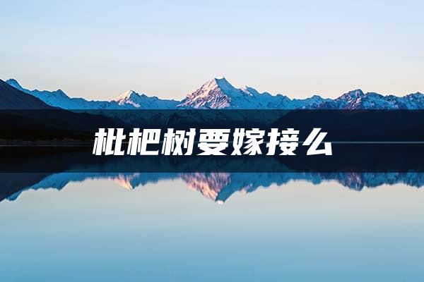 枇杷树要嫁接么