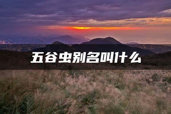 五谷虫别名叫什么