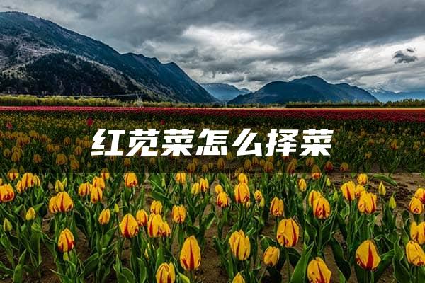 红苋菜怎么择菜