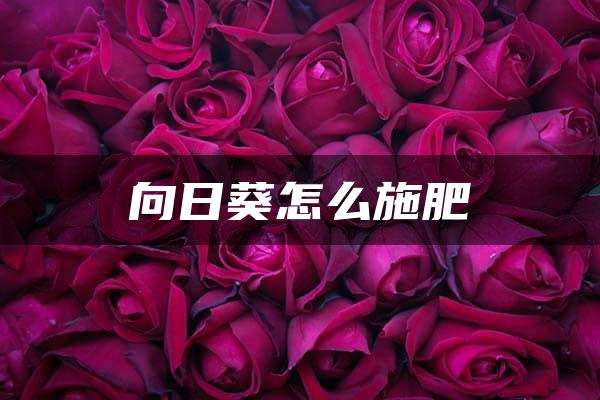 向日葵怎么施肥