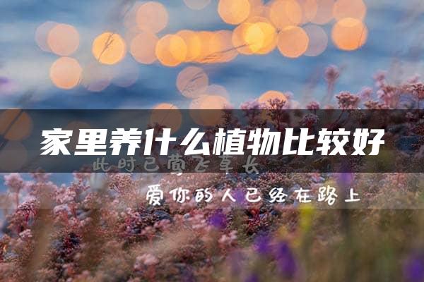 家里养什么植物比较好