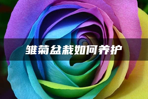 雏菊盆栽如何养护