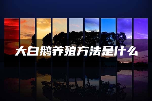 大白鹅养殖方法是什么