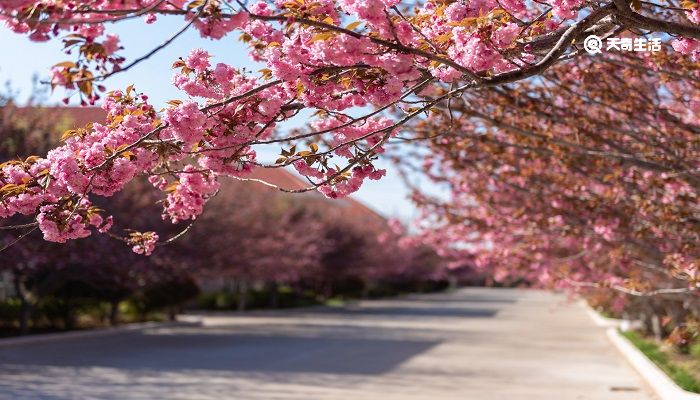 四平市春季赏花去哪里 推荐四平市春季赏花好去处