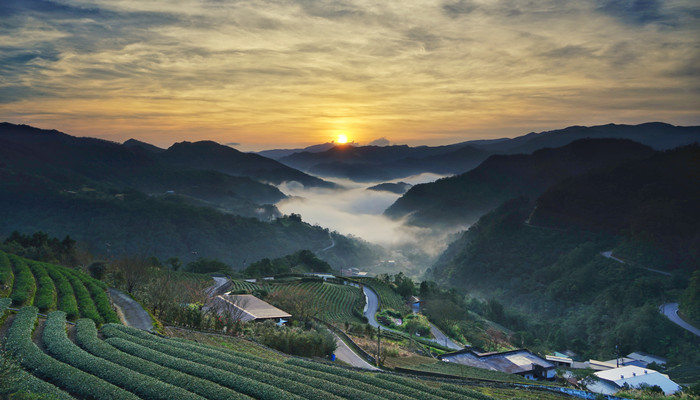 阿里山五奇是什么