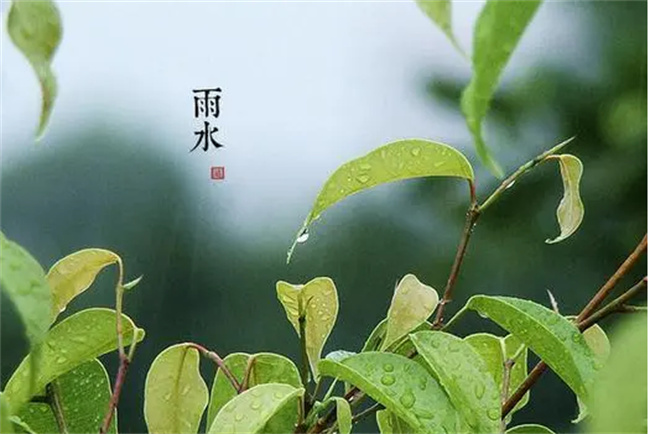 雨水节气候出现哪些特征