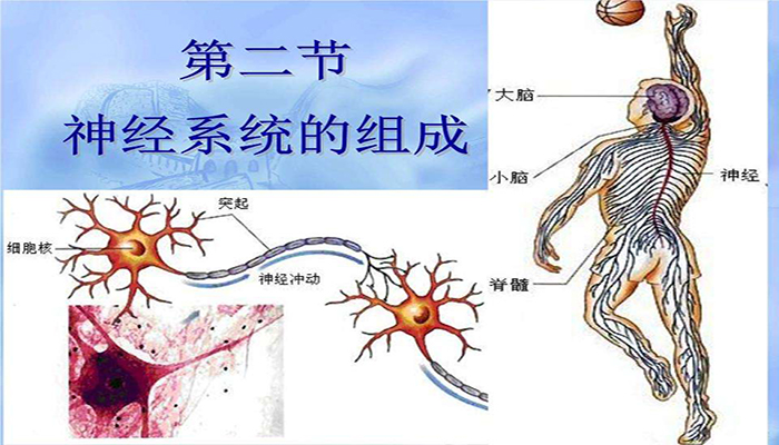 神经调节的基本方式是