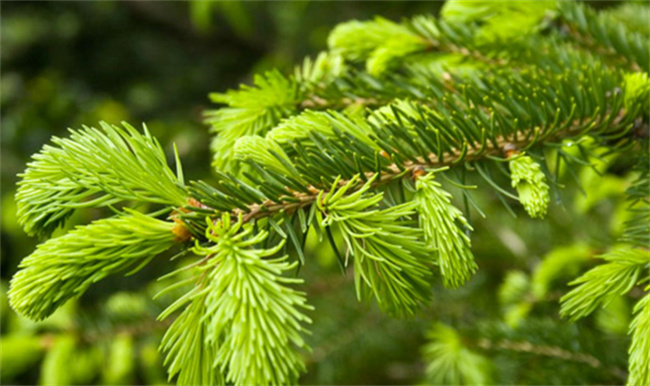 ​被子植物有哪些 被子植物又叫什么植物