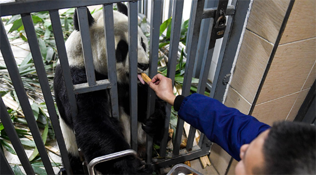 谭爷爷是谁 谭爷爷养几个熊猫