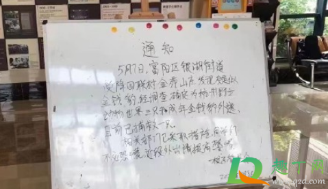 假如你遇到了从动物园出逃的豹子怎么办