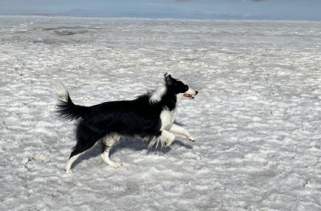 狂犬病潜伏期多长时间