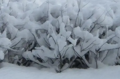 大雪节气会下雪吗