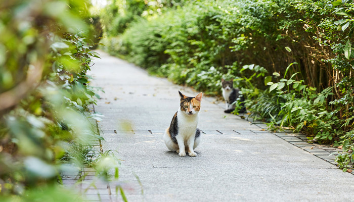 猫是沙漠动物吗