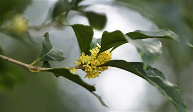 ​8月开什么花（七八月开花的植物有哪些）