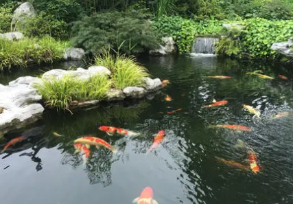 锦鲤水温多少度可以喂食