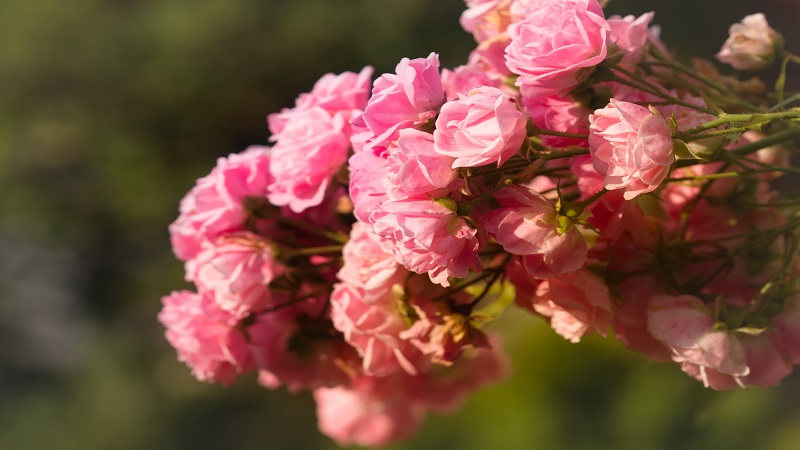 26朵玫瑰花代表什么意思