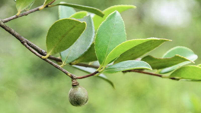 茶油是什么油