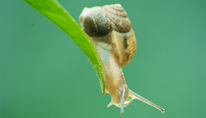 蜗牛是保护动物吗