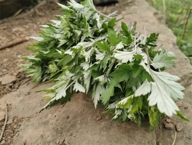 雨水节气养生知识 建议了解