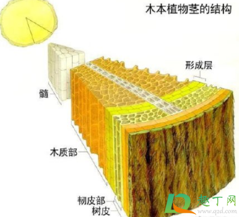 一旦树木内部发生燃烧怎么回事