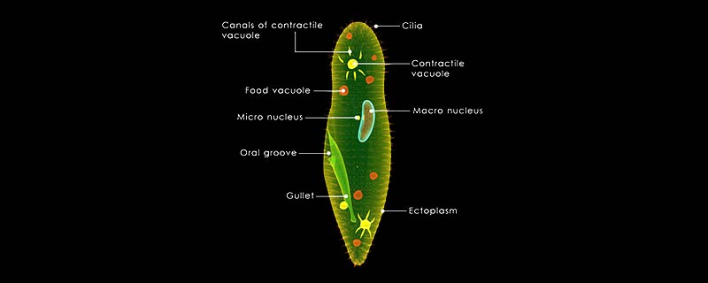 草履虫吃什么东西
