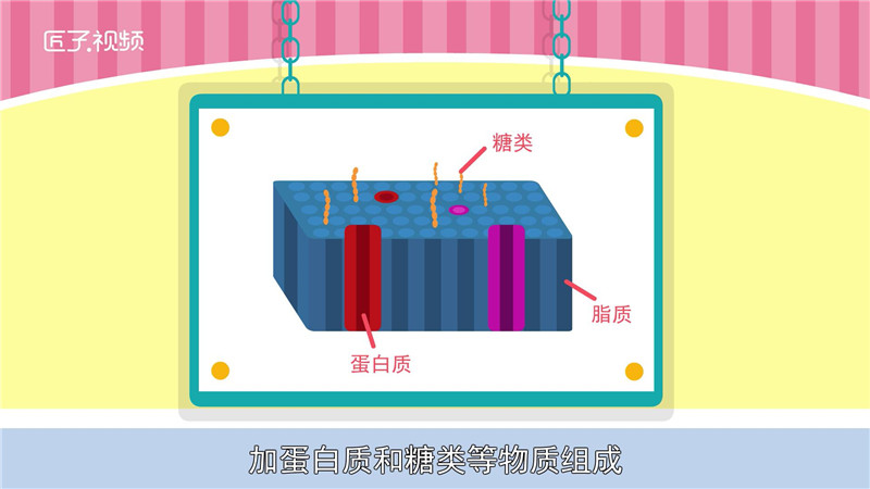 细胞膜的主要成分有哪些