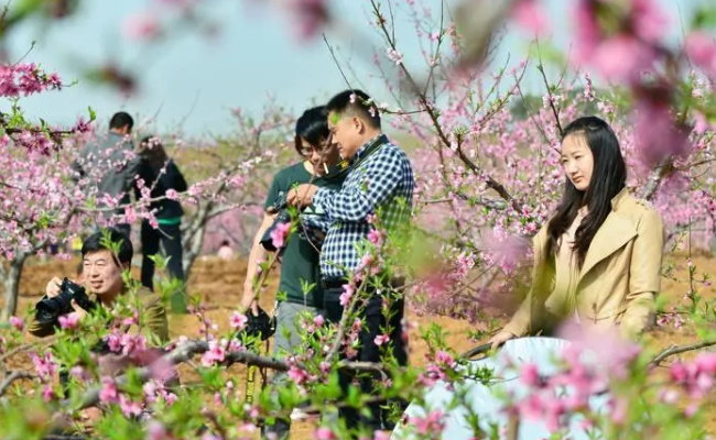 河南多地迎来3月桃花雪 河南桃花节是什么时候？