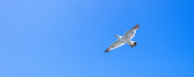 海鸥的寓意