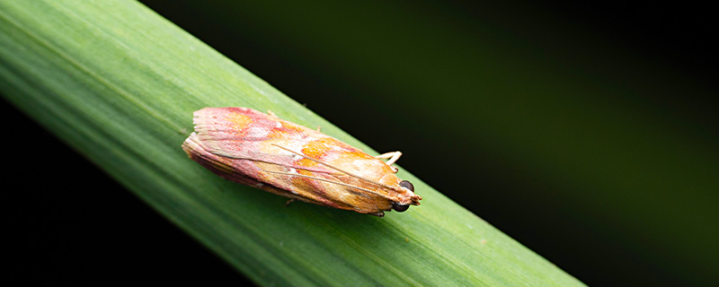 核桃里的小黑虫是什么虫