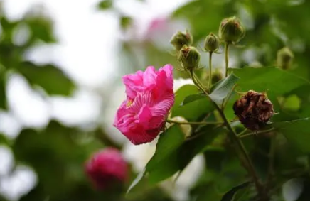 芙蓉花花苞打蔫是怎么回事