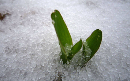 雪水浇花好不好