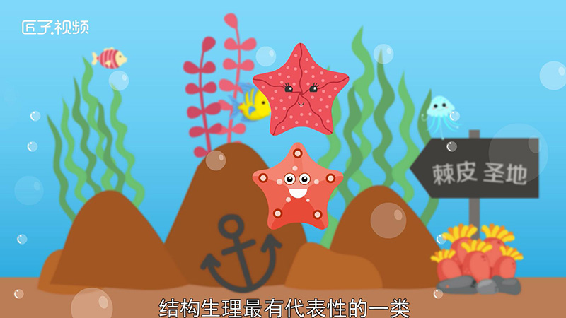 海星有几只眼睛