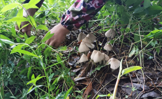 鸡枞菌十年涨价逾十倍的原因有哪些