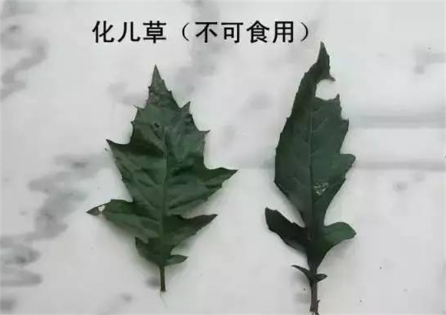 ​化儿草毒性大吗 化儿草中毒有什么症状