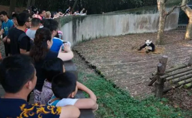 ​为何2游客被终生禁入成都大熊猫基地