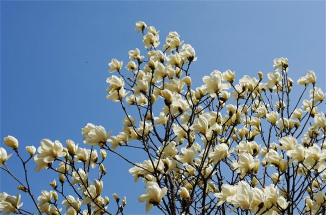 教你科学延长鲜花的保鲜期