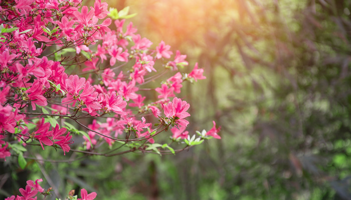 杜鹃花主要是哪个城市的市花