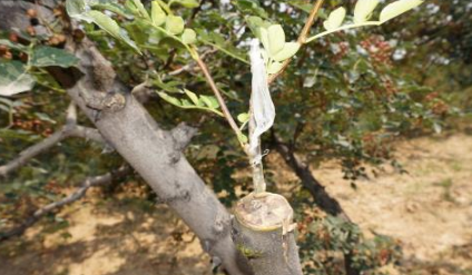 花椒嫁接用什么砧木好