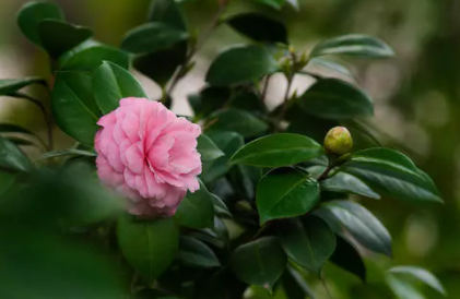 茶花叶子尖发黄干枯是怎样引起的