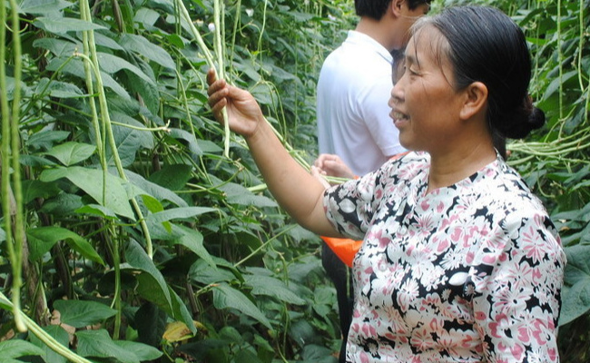 禁止村民栽种蔬菜瓜果有什么影响？