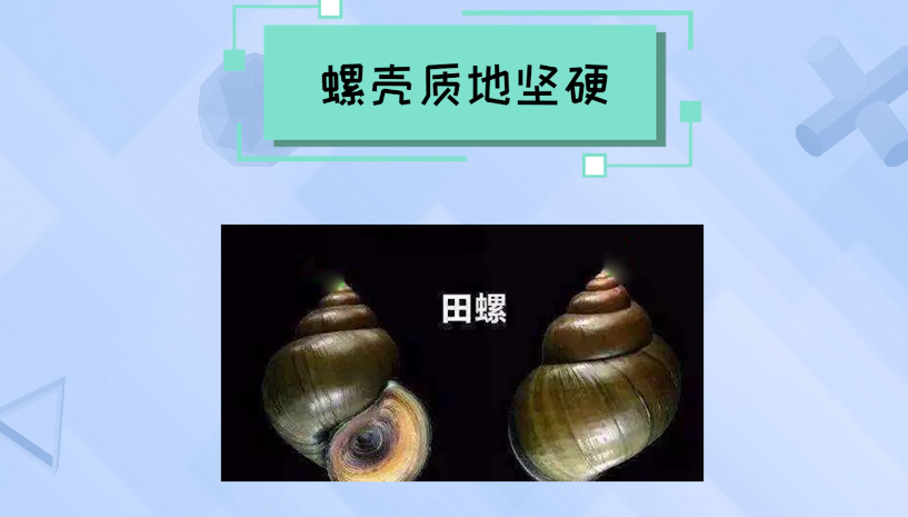 田螺与福寿螺的区别图