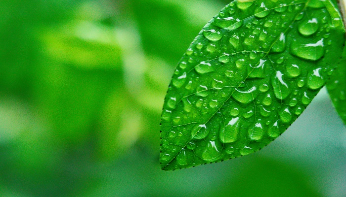 雨打芭蕉是我国哪个地方的音乐代表