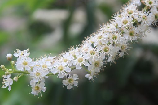 干桂花做桂花蜜要洗吗