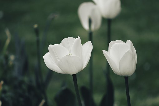 郁金香花语和寓意