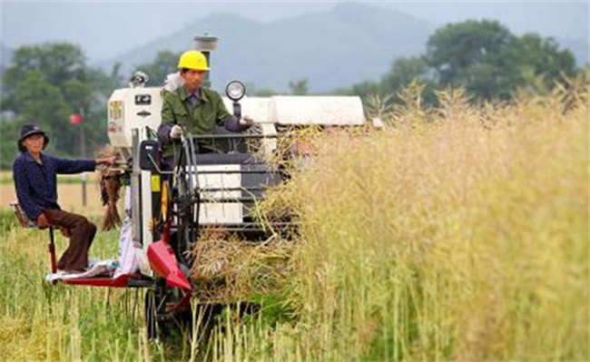 ​民生：百万亩油菜进入收获期 为何机械化收割节本增效？