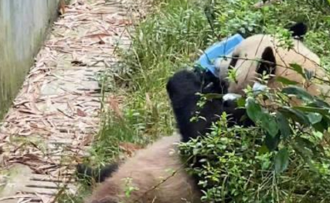 ​大熊猫捡到游客的伞还给撑开了 对人们有哪些启示