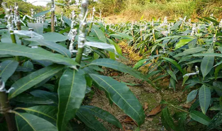 芒果幼苗叶片萎蔫是咋回事